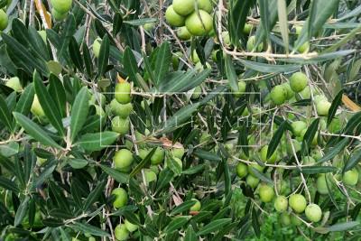 Olive grove with 50 olive trees, 2 km from the city center, Novigrad